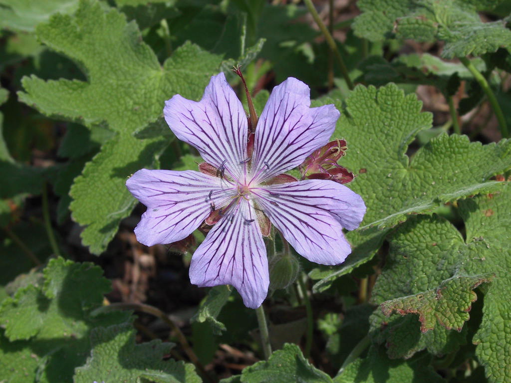 Geranium renardii Tschelda - Bluetenmacro.jpg